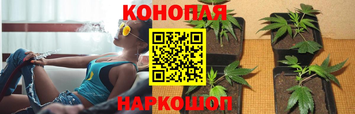 Бошки марихуана VHQ  Бошки Шишки план  Моршанск  Бошки марихуана OG Kush 